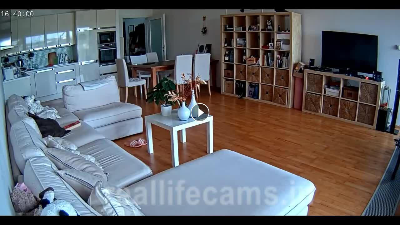 Reallifecam – Venera and Lion have passionate sex and blowjob in couch 02.09.2024